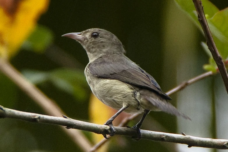 a brown bird sitting on top of a nch