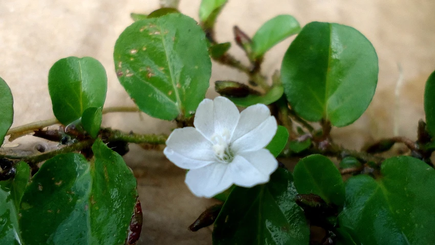 white and green flower on brown ground near grass