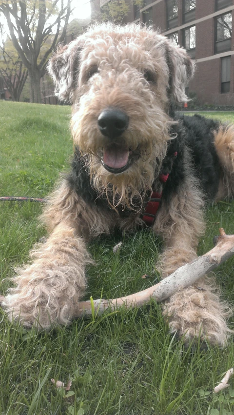 a gy dog laying in grass with a stick