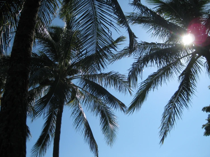 the sun shines between some trees to provide shade