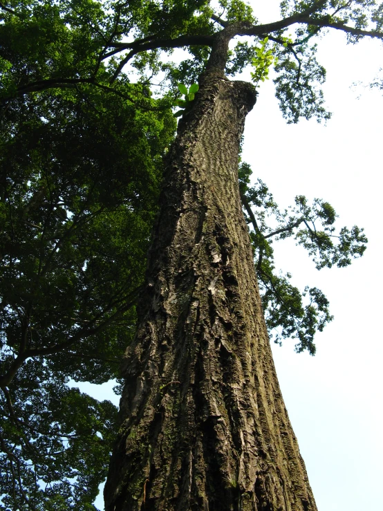 a view up the side of a tall tree