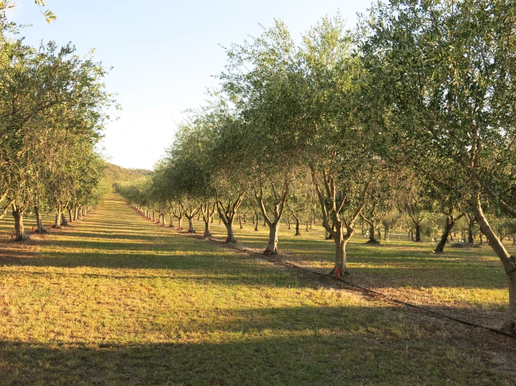 an apple orchard in a large field with lots of trees