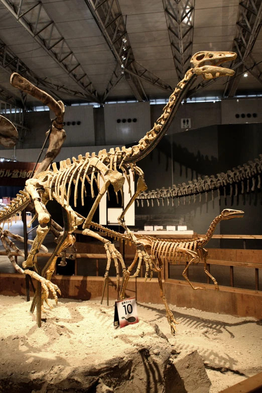 a large dinosaur skeleton in a museum display