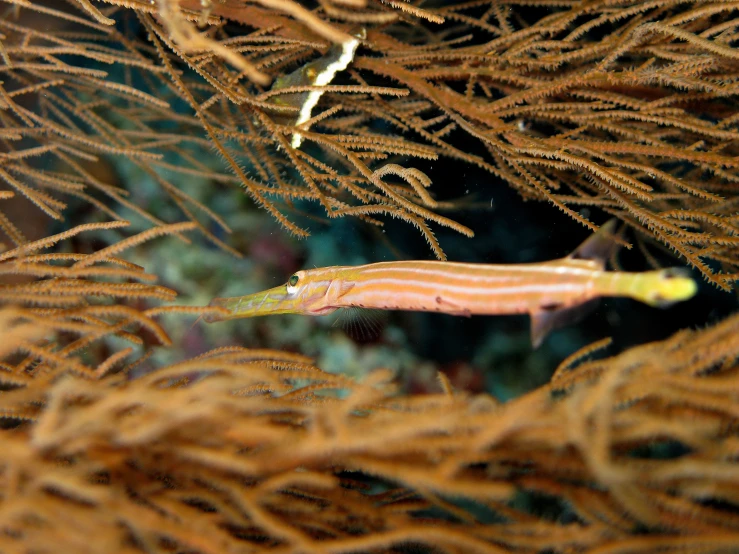 a fish on the bottom of some brown seaweed