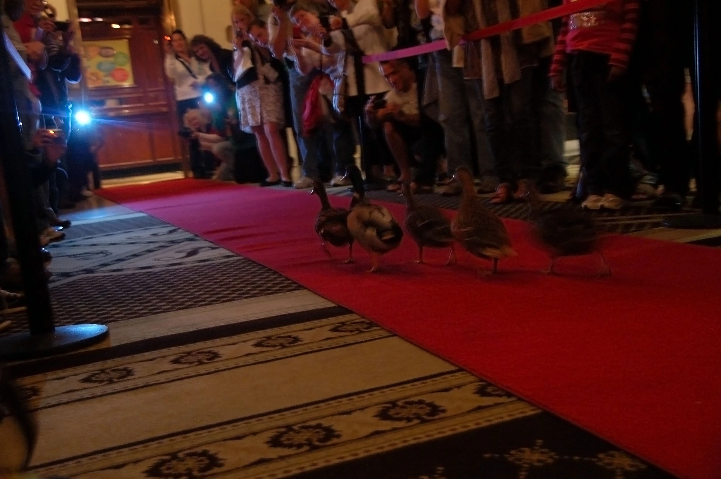 a group of birds walking around a room next to people