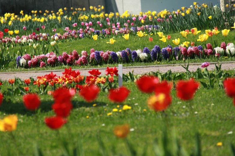 a field full of tulips and other colorful flowers