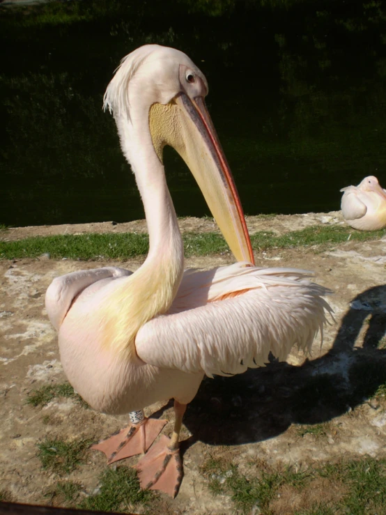 a pelican sitting on the grass and looking at the camera