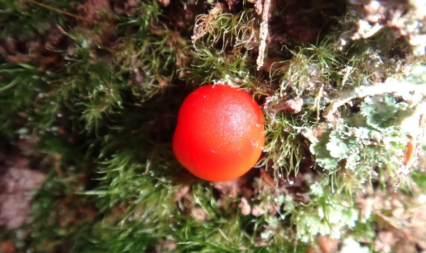 a bright red ball of fruit is laying on some moss