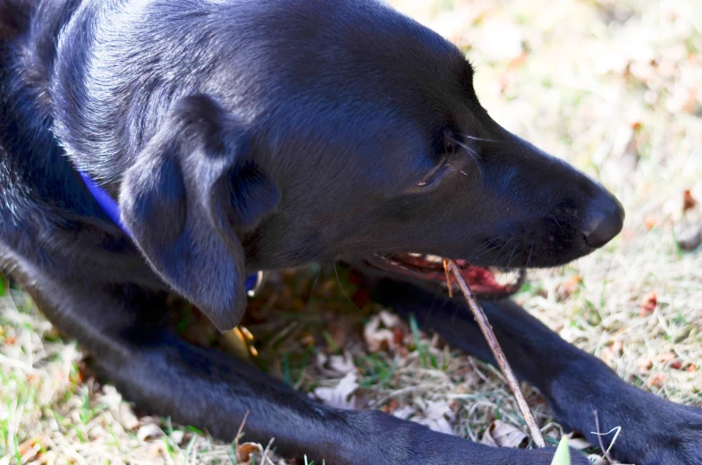 a black dog with an unpeeled bone chewing on some grass