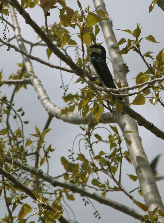 a bird sits on a thin tree nch