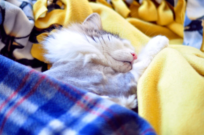 the small kitten is snuggled up on the bed