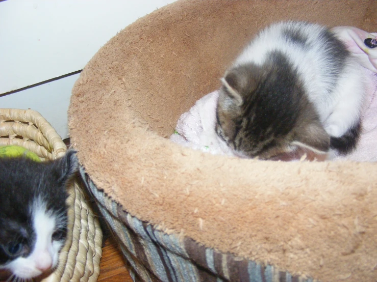 two kittens are sleeping next to each other in the corner