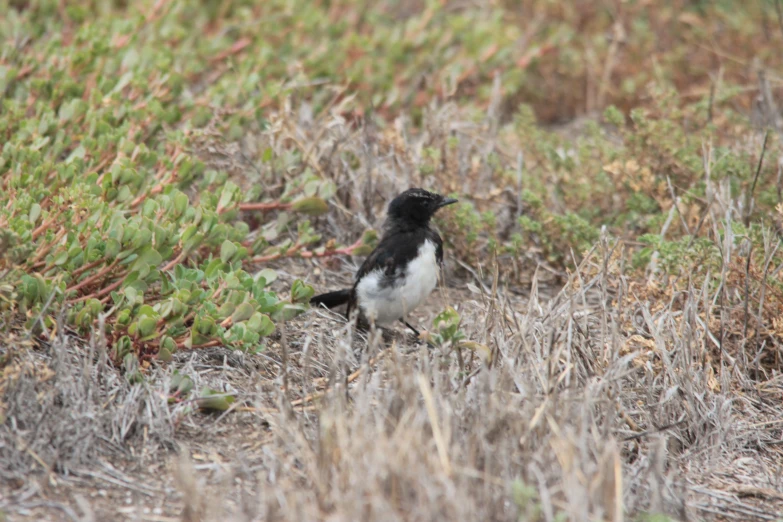 the black and white bird is on the ground by the plants