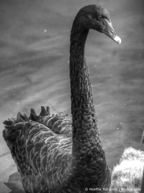 two black swans float side by side in the water