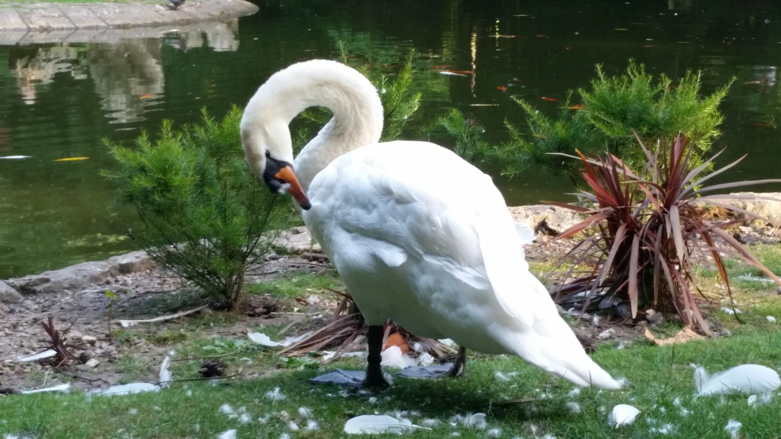 a white swan on the grass in front of some water