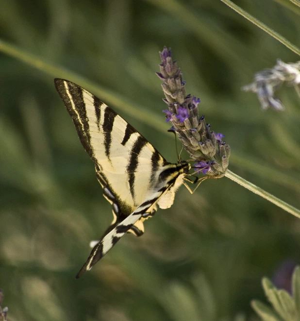 an erfly sitting on top of a flower with it's wings wide open