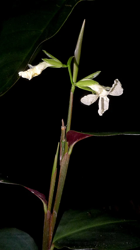 a plant with flowers growing on it is seen against a dark background