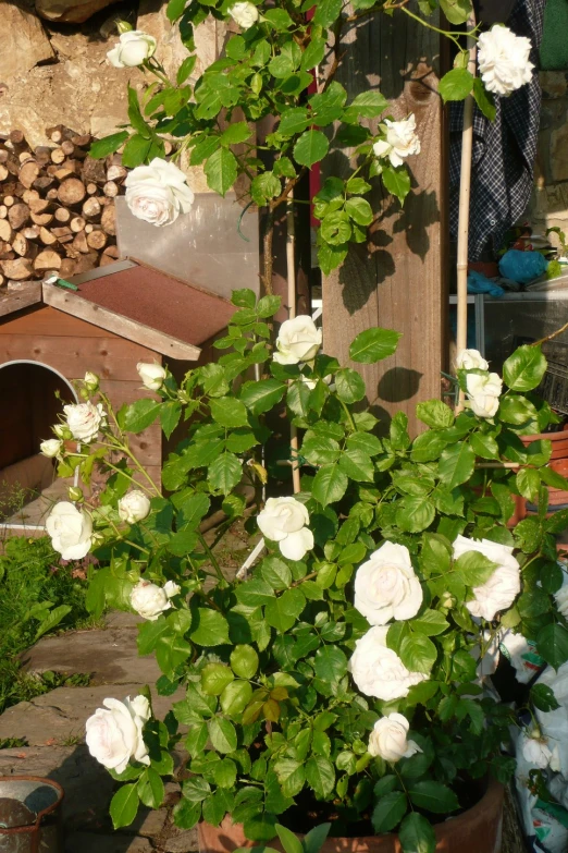 there is a very pretty white bush that flowers