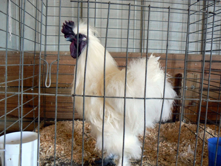 the white chicken is standing in its cage