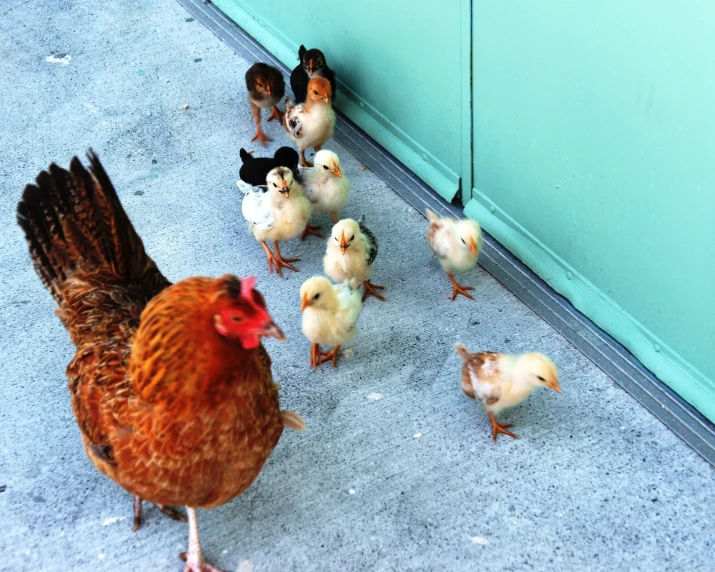 a group of chickens near a green door