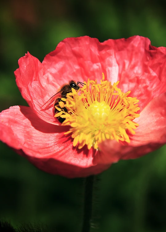 a bee is sitting on top of the bright pink flower