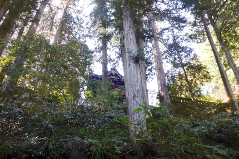 a dirt path going through the forest lined with trees