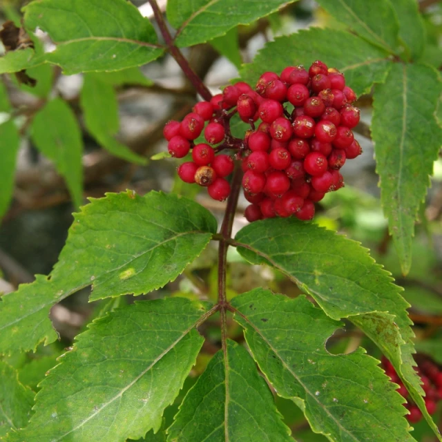 berries on tree with green leaves on sunny day