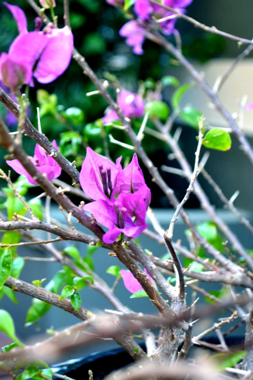 an up close s of some pretty pink flowers