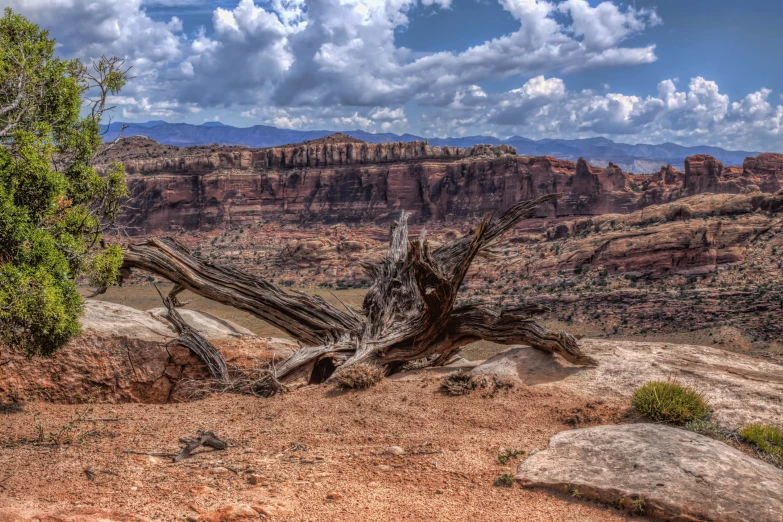 a tree stump and a rock on the edge of a cliff