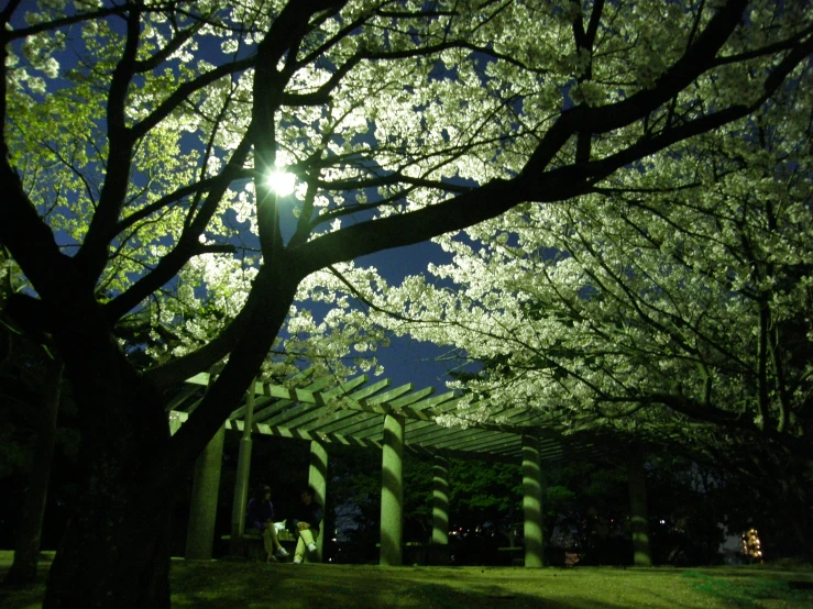 a grassy field covered with lots of green trees