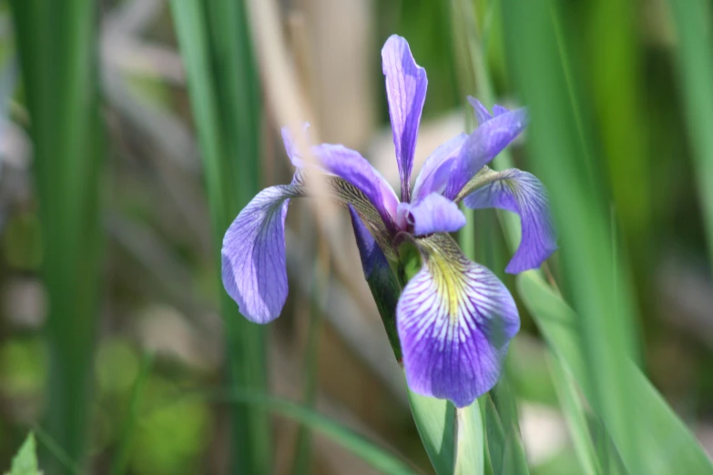 the iris is blooming in the sunbeam