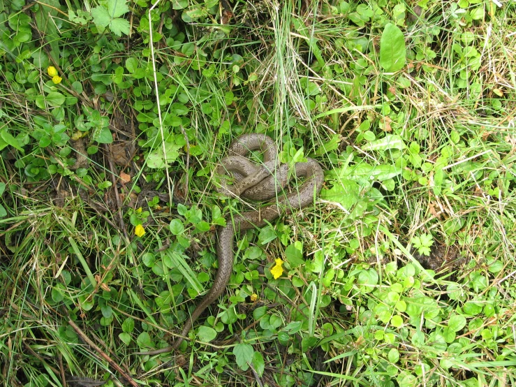 a snake with some green plants around it