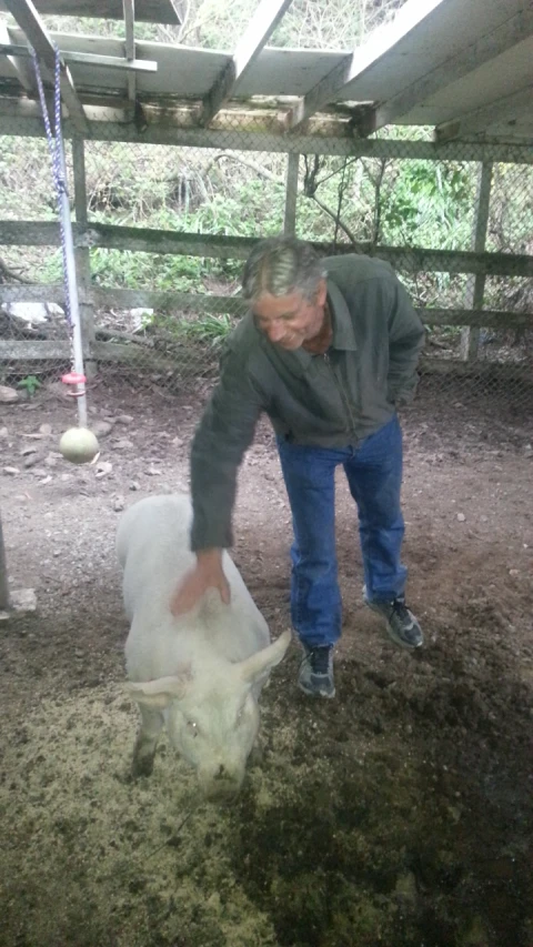 man showing off a white bull in mud area