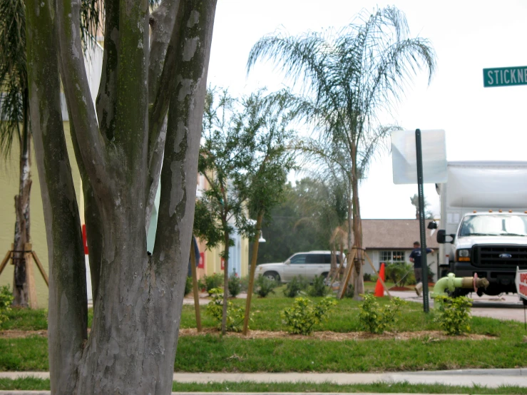 cars and trucks are on the street beside a tree