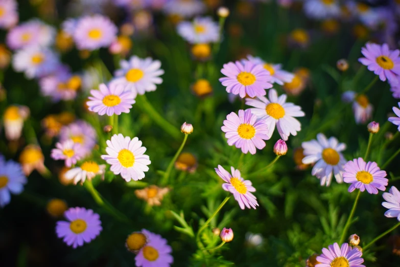 a group of daisies, all surrounded by greenery