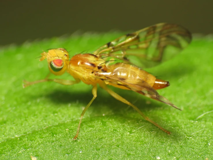 a small, yellow bug on a green leaf