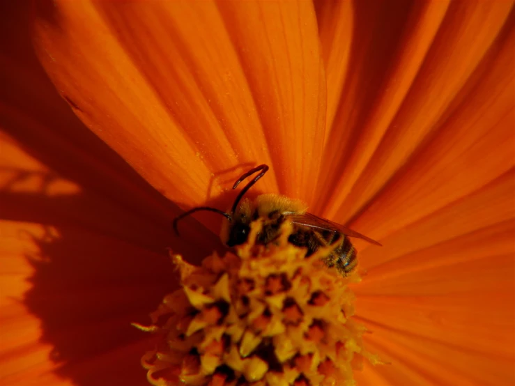 bee on orange flower with pollen and black tips