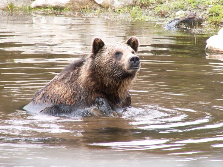 a grizzly bear in a river next to some rocks