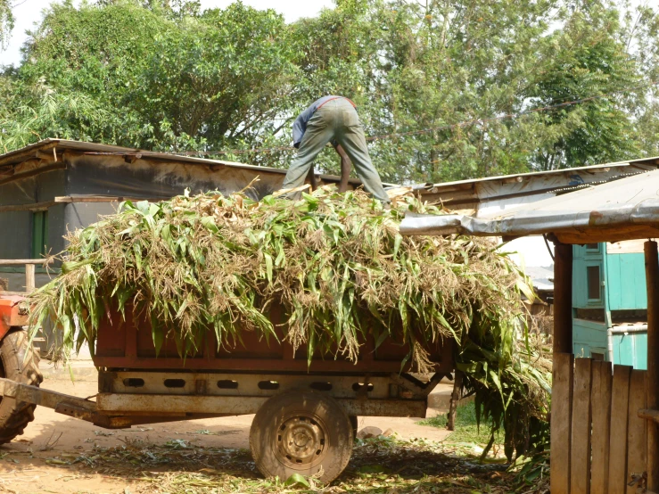 a man is standing on the back of a old truck with bundles of leaves