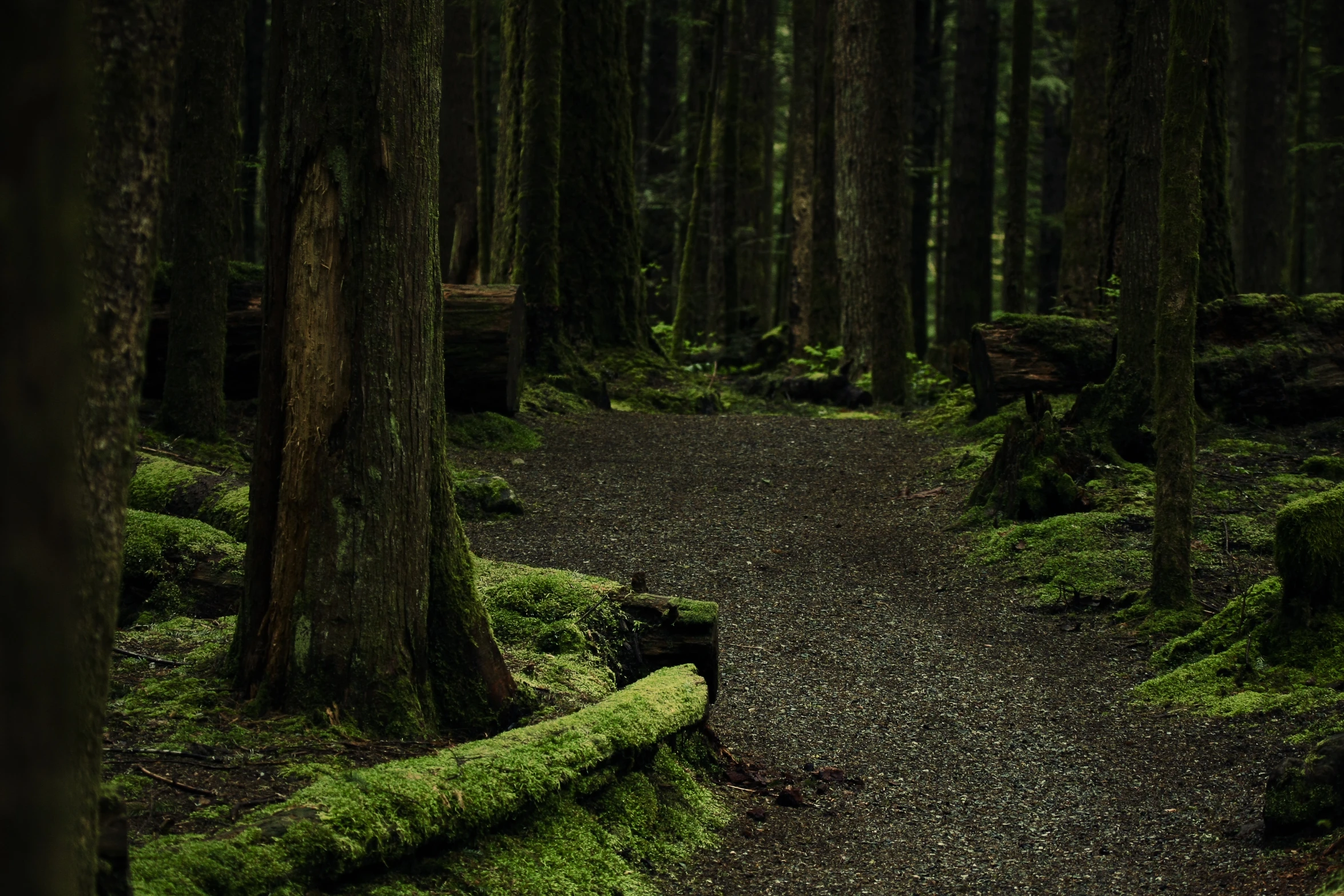 a dirt path in a forest with green moss growing