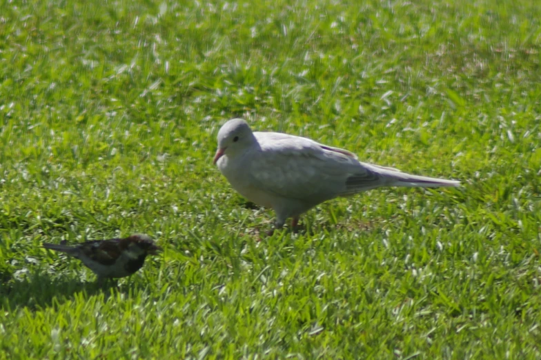 two birds sitting in the grass looking at each other