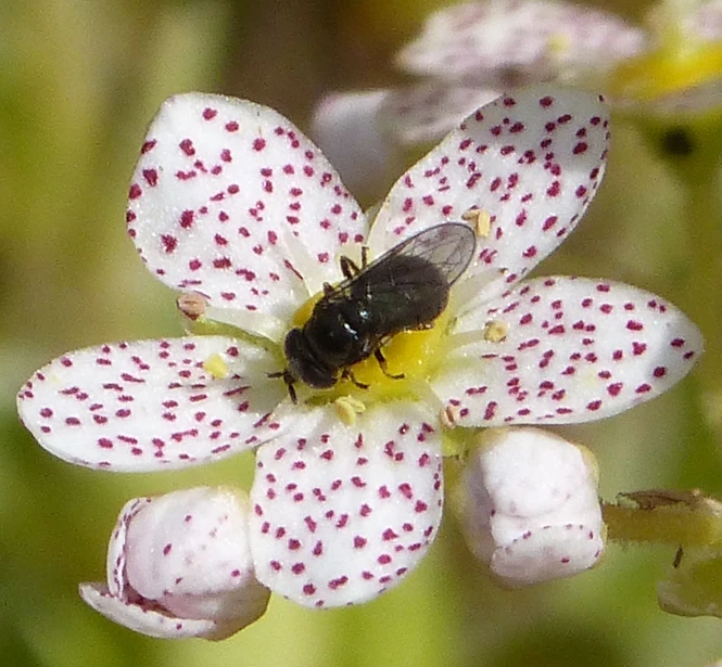 a bee is sitting on the center of a flower