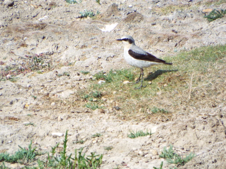 two birds stand in the sand on top of a hill