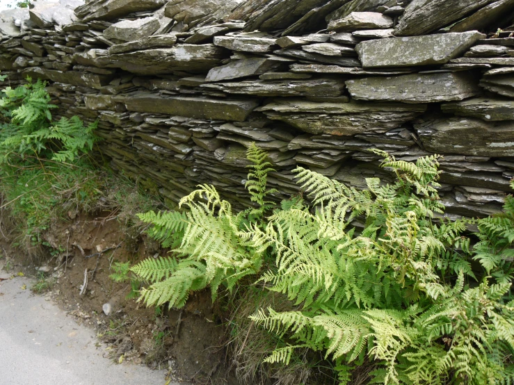 a pile of rocks with green plants growing by the side