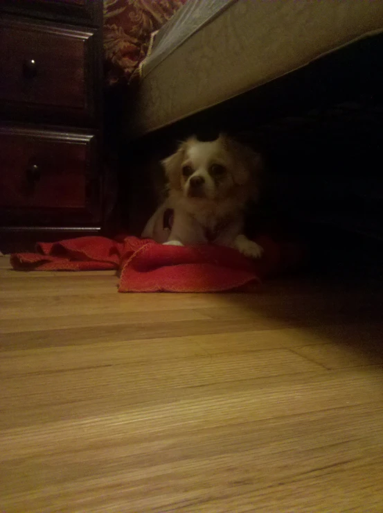 there is a dog peeking under the bed