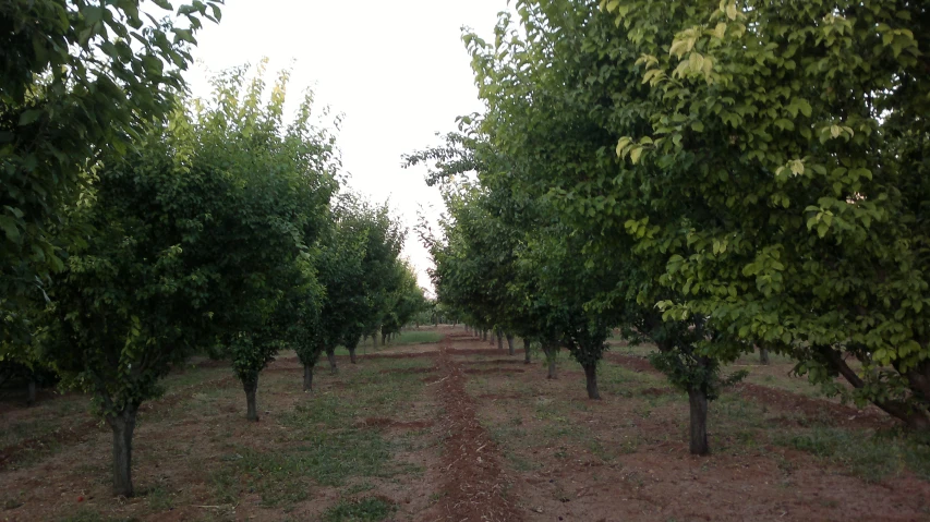 a row of trees line a dirt path