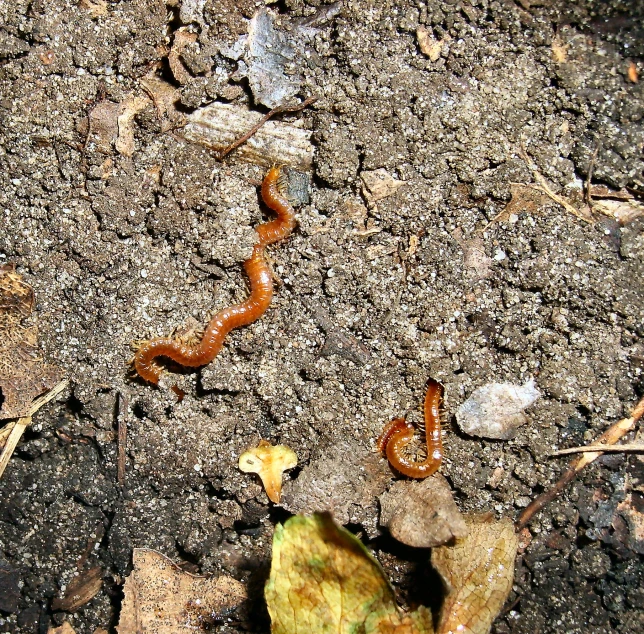 a couple of worms are crawling on the ground