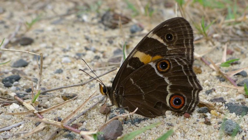 a brown erfly sitting on the ground surrounded by grass