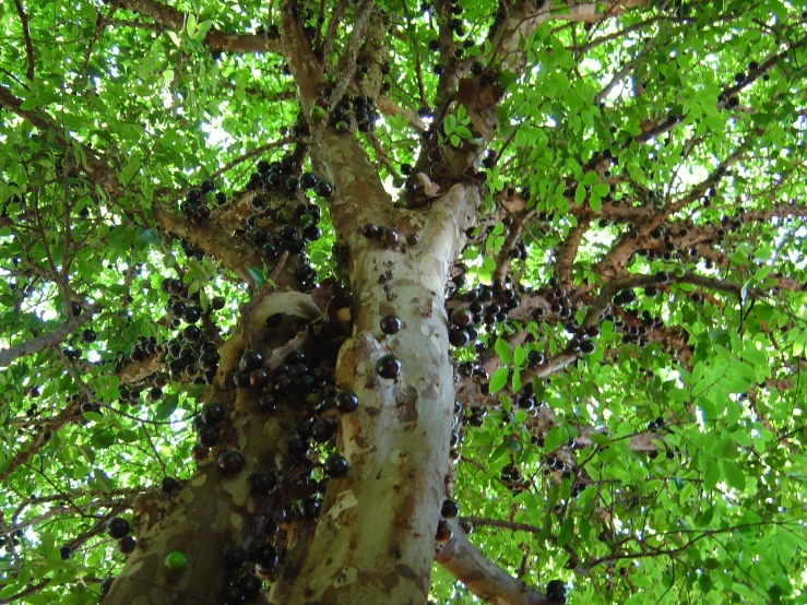 an up close picture of fruit on the tree