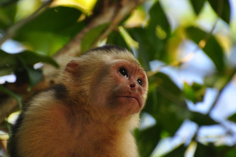 a monkey is sitting in a tree staring at soing